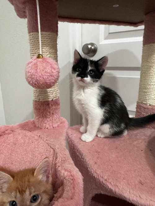 Harly, Baby Domestic Short Hair, cat for adoption in New Rochelle, New York