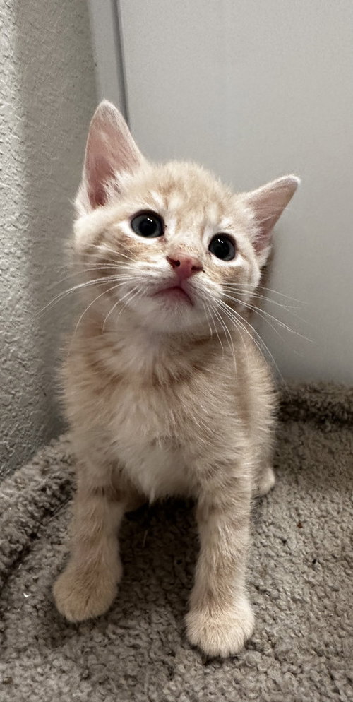 Henry, Baby Domestic Short Hair, cat for adoption in New Rochelle, New York