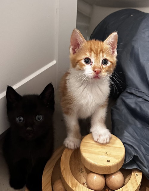 Harvey, Baby Domestic Short Hair, cat for adoption in New Rochelle, New York