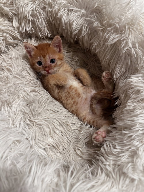 Timmy, Domestic Short Hair, cat for adoption in New Rochelle, New York