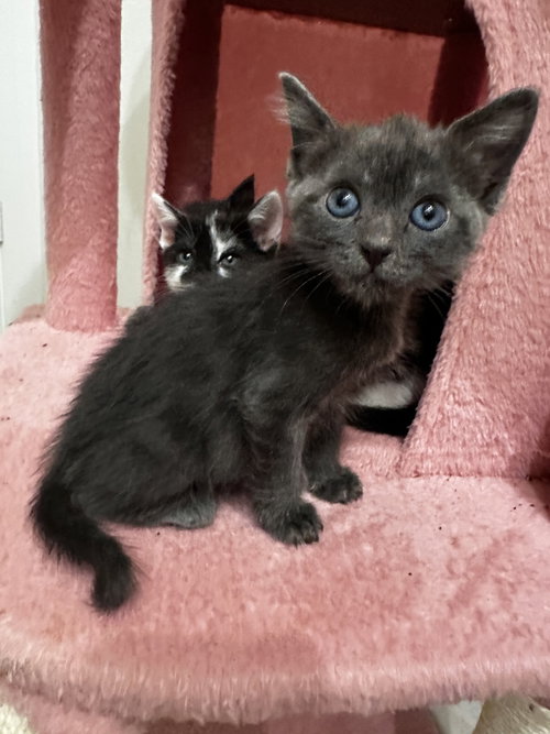 Talia, Baby Domestic Short Hair, cat for adoption in New Rochelle, New York