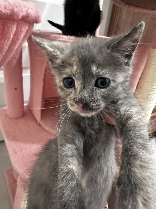 Alani, Baby Domestic Short Hair, cat for adoption in New Rochelle, New York