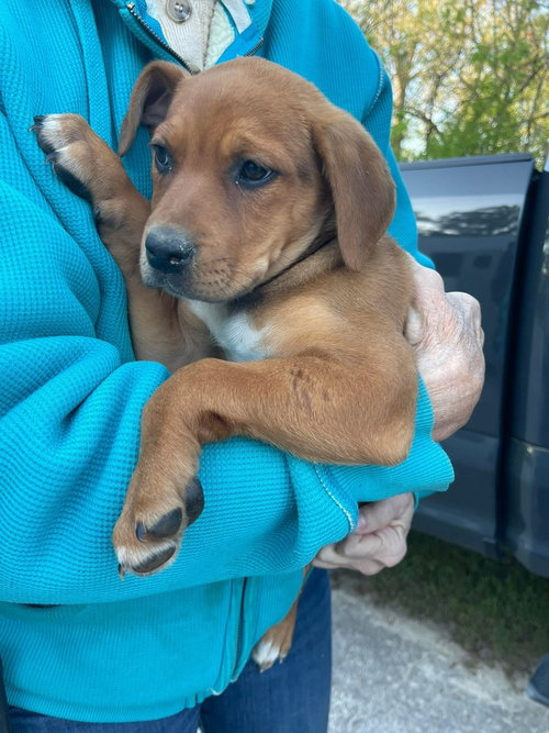 Clover (Honeybee Litter), an adoptable Labrador Retriever in Brewster, NY
