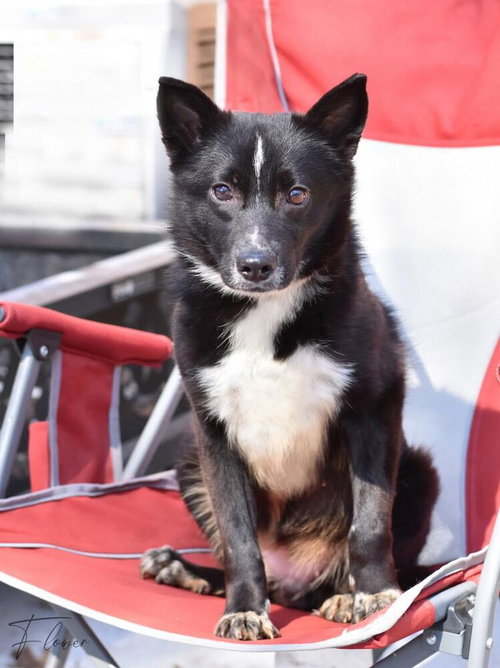 Flower, an adoptable Border Collie in Brewster, NY