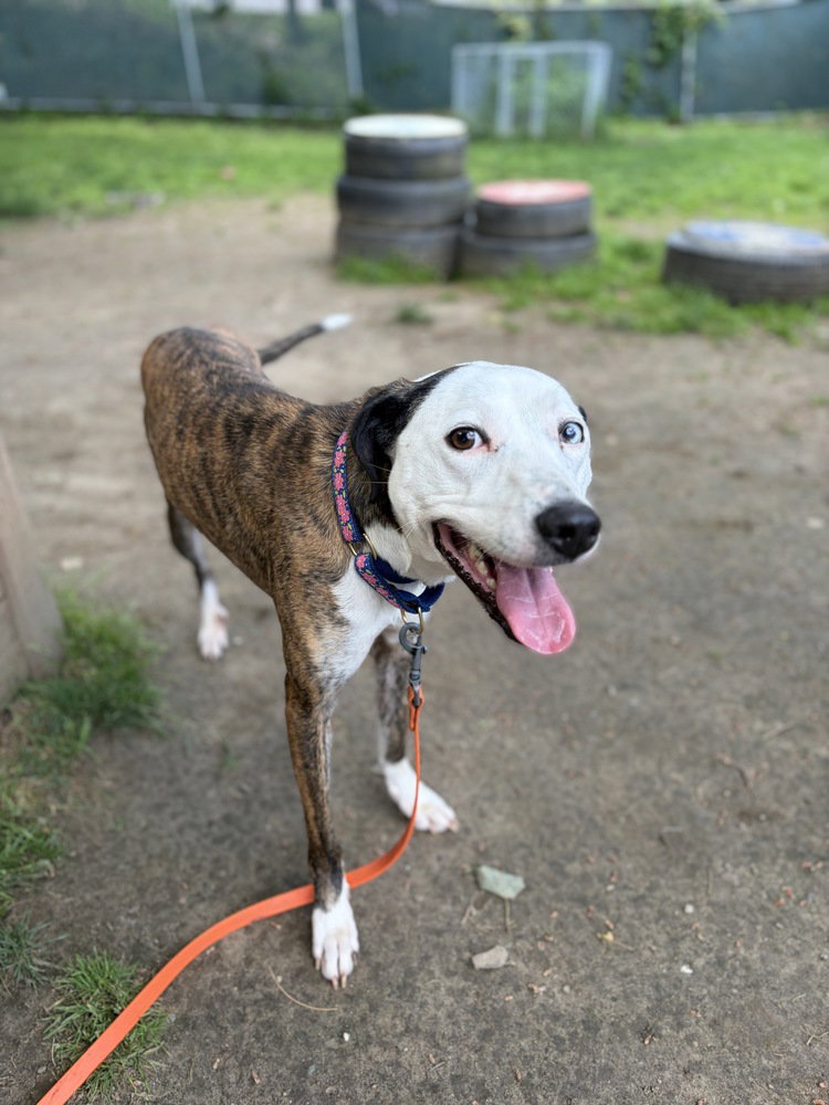 Sevy aka Tassel (Lucky 7 Litter), dog