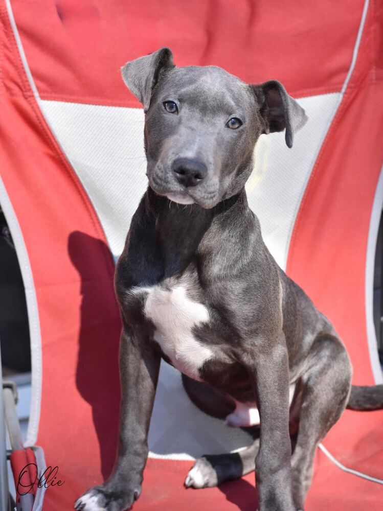 Ollie, dog