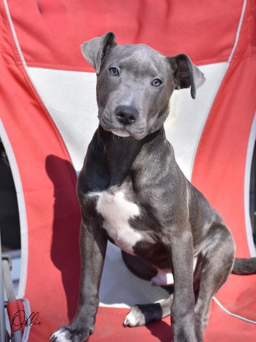 Ollie (Houston)
