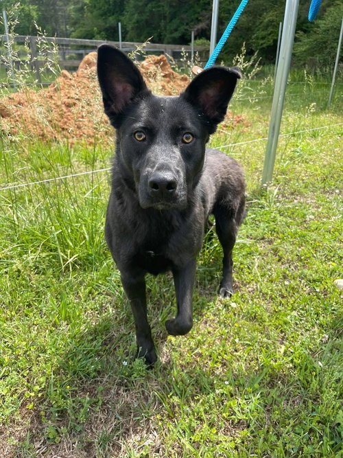 Sunshine, an adoptable German Shepherd Dog in Brewster, NY