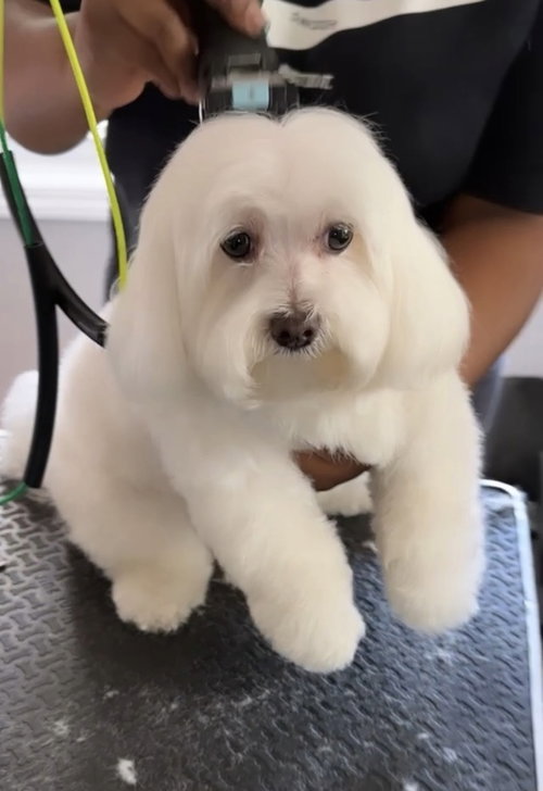 Lilly ( maltese), an adoptable Maltese in Brewster, NY