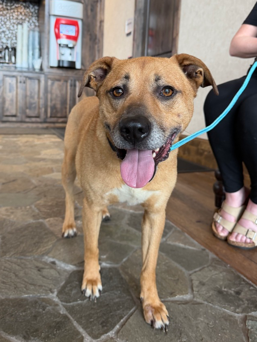 Koda the Kind, an adoptable Shepherd in Brewster, NY