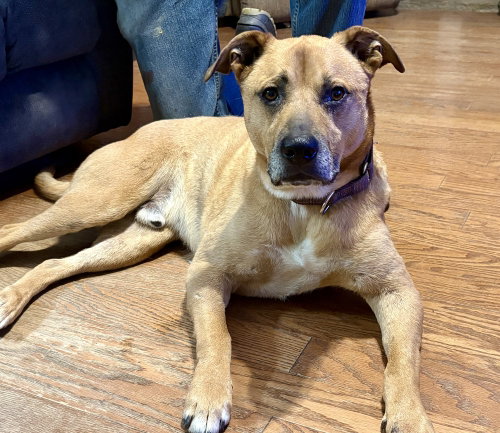 Koda the Kind, an adoptable Shepherd in Brewster, NY
