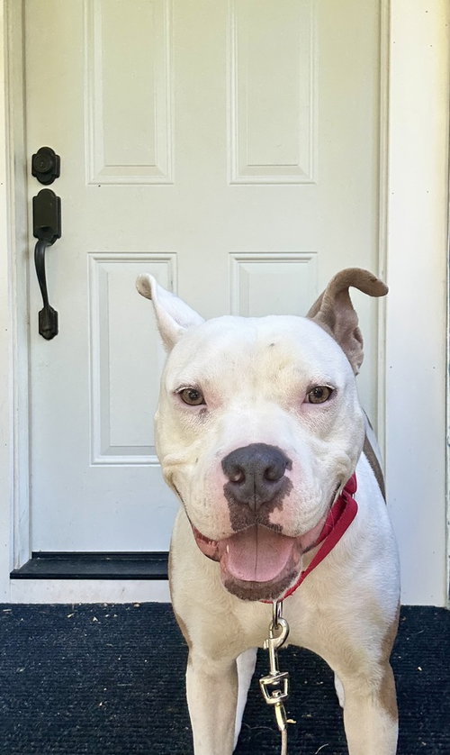 Rip, an adoptable American Staffordshire Terrier in Brewster, NY