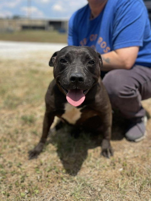 Gloria Girl, an adoptable Staffordshire Bull Terrier in Brewster, NY