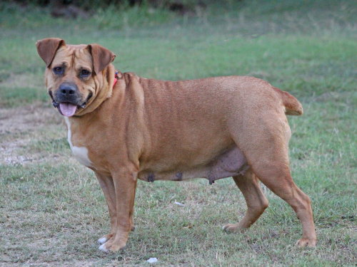 Gracie (from TX), an adoptable American Pit Bull Terrier in Brewster, NY