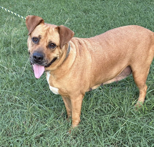 Gracie (TX), an adoptable American Staffordshire Terrier in Brewster, NY