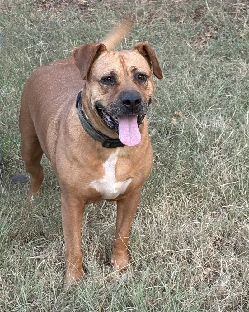 Gracie Tx
