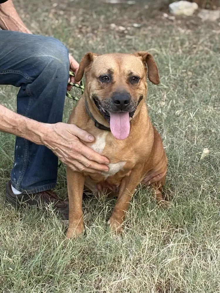 Gracie Tx image 2