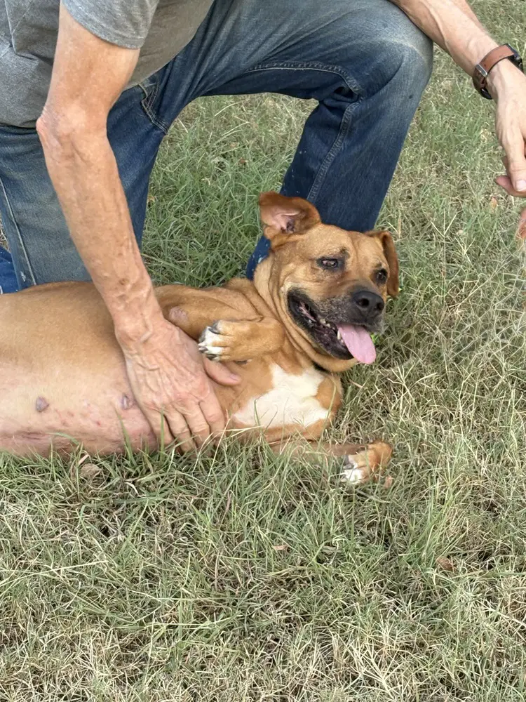 Gracie Tx image 3