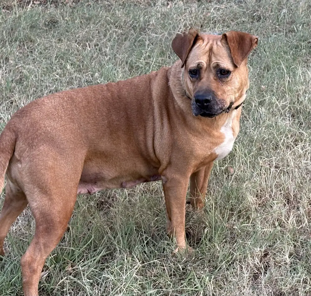 Gracie Tx image 4