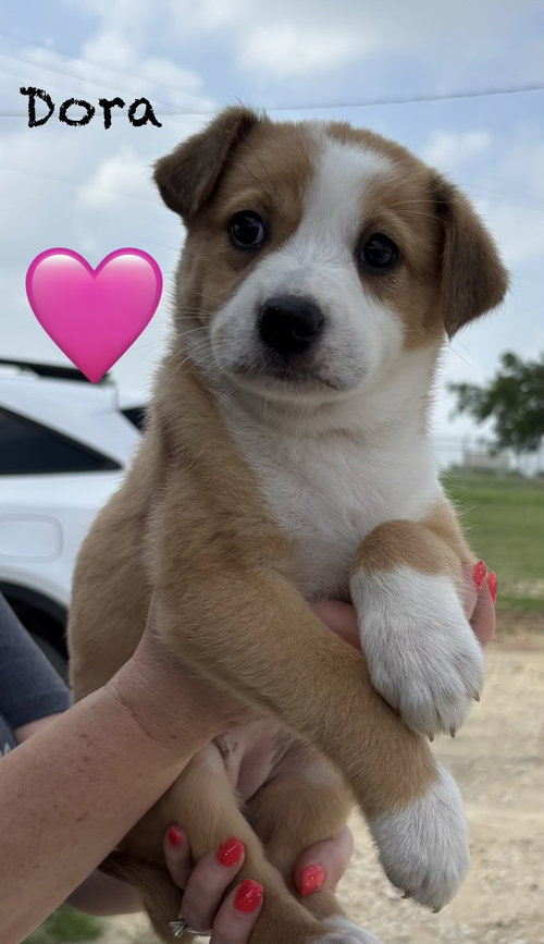 Dora (D Pups), an adoptable Australian Shepherd in Brewster, NY