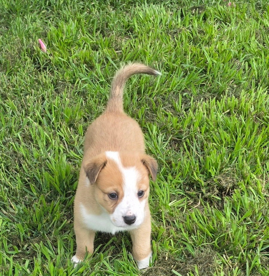 Dora (D Pups)