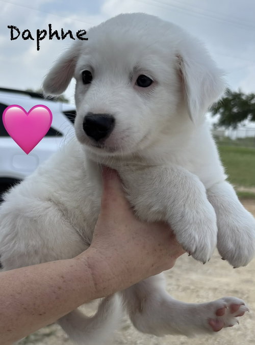 Daphne (D Pups), an adoptable Australian Shepherd in Brewster, NY
