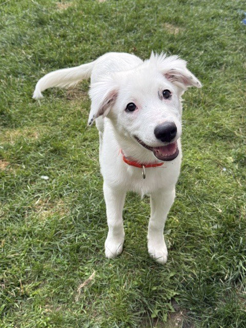 Daphne (D Pups), an adoptable Australian Shepherd in Brewster, NY