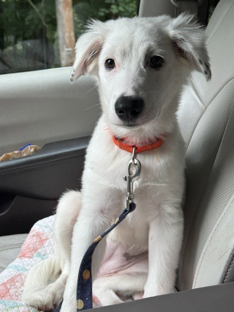Daphne