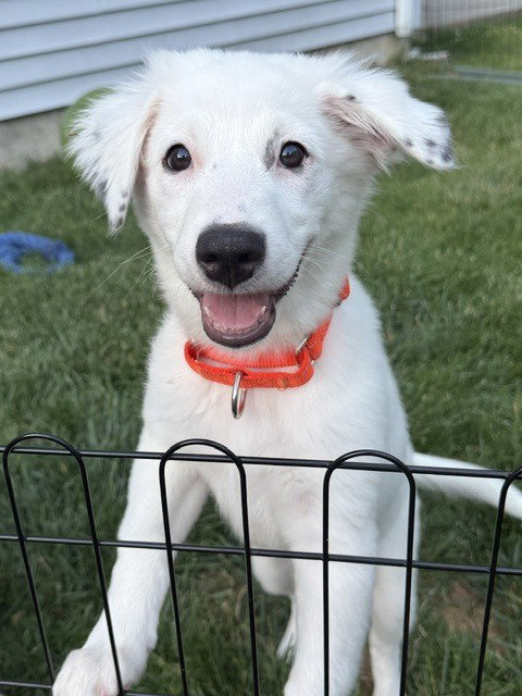 Daphne photo 4
