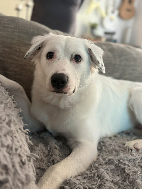 Daphne (D Pups), Great Pyrenees / Australian Cattle Dog/Blue Heeler / Mixed