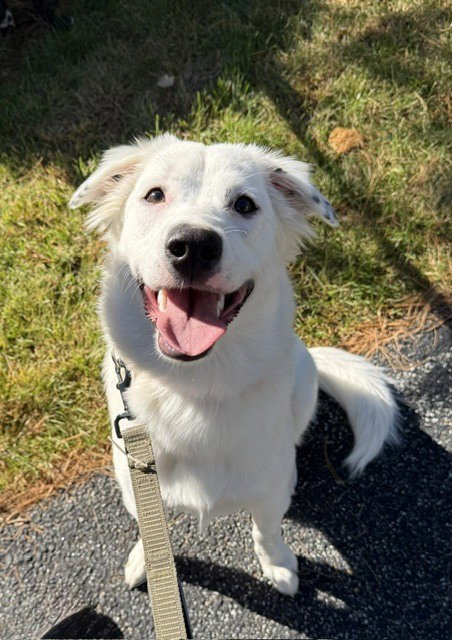 Daphne (D Pups)