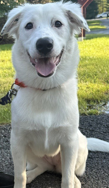 Daphne (D Pups), photo 4