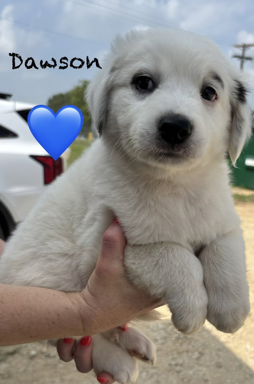 Dawson (D Pups), an adoptable Australian Shepherd in Brewster, NY