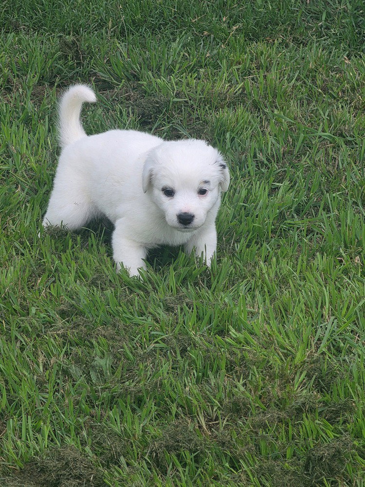 Dawson (D Pups)