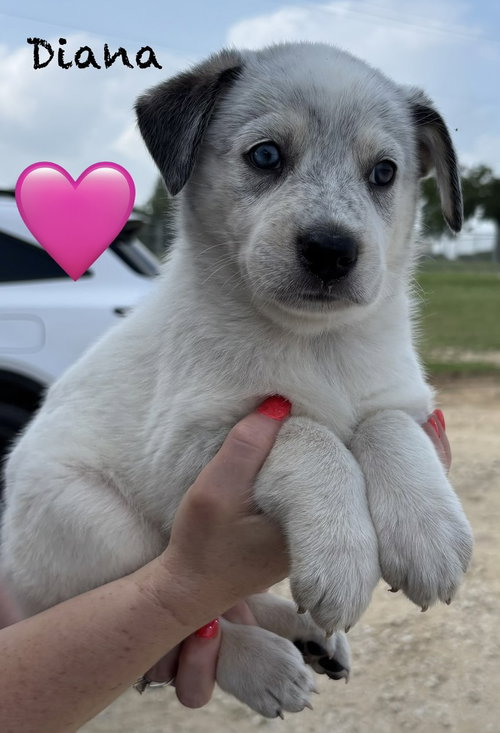Diana (D Pups), an adoptable Australian Shepherd in Brewster, NY