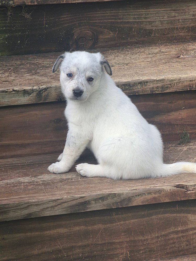 Diana (D Pups)