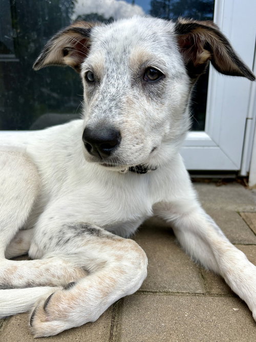 Diana (D Pups), an adoptable Australian Shepherd in Brewster, NY