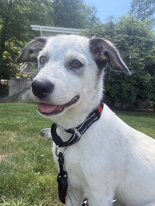 Photo 2 of Diana (D Pups)