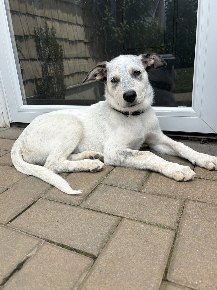Diana (D Pups), photo 2