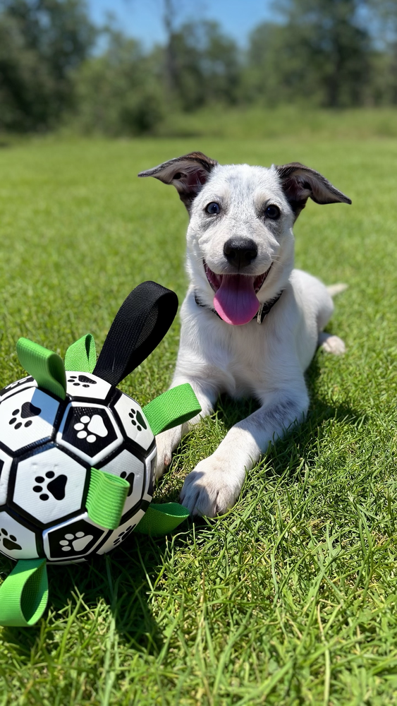 Diana (D Pups), photo 3