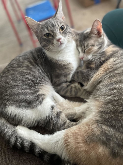 Kiwi aka Jojo, an adoptable Domestic Short Hair in Brewster, NY