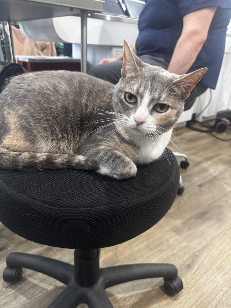 Kiwi aka Jojo, cat