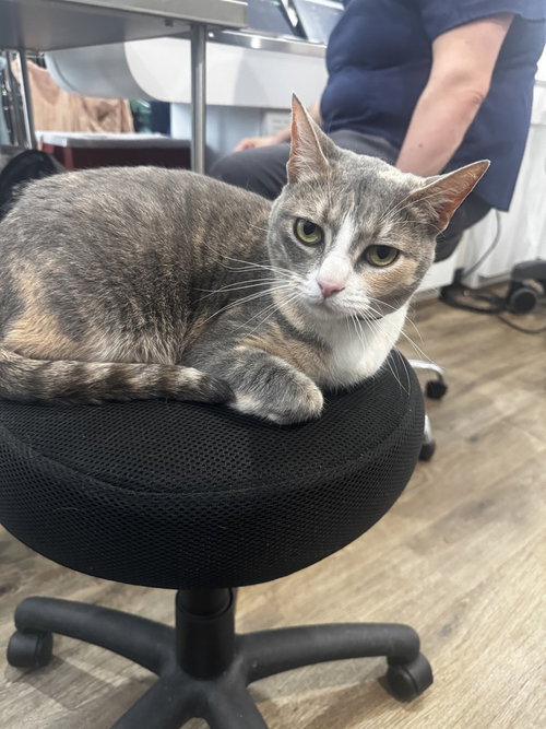 Kiwi aka Jojo, Baby Domestic Short Hair (short coat), cat for adoption in Waterbury, Connecticut