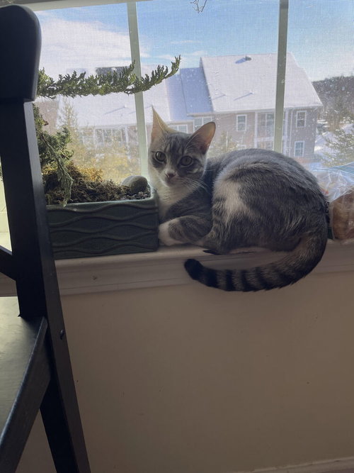 Kiwi Aka Jojo photo 4