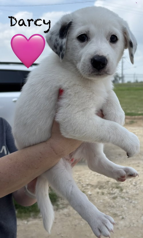 Darcy (D Pups), an adoptable Australian Shepherd in Brewster, NY