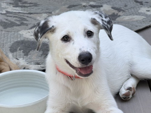 Darcy (D Pups), an adoptable Australian Shepherd in Brewster, NY