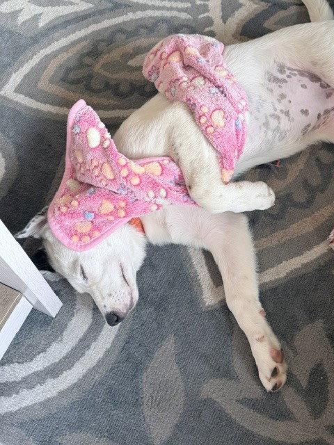 Darcy photo 4