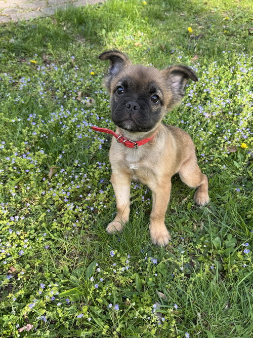 Gus, an adoptable French Bulldog in Brewster, NY