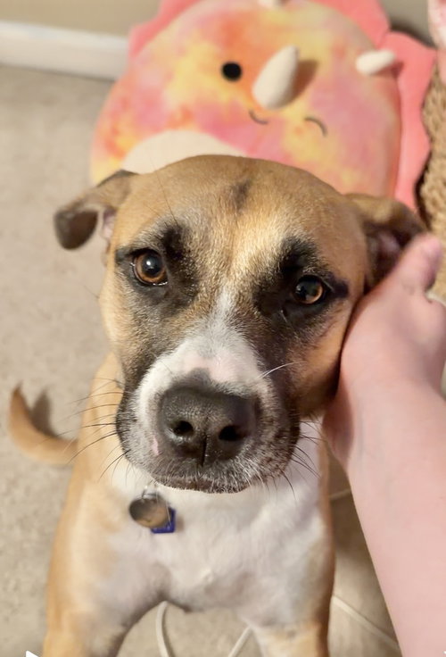 Layla (fka Lisa), an adoptable American Pit Bull Terrier in Brewster, NY