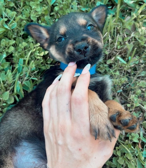 Zeppelin (Rock Star Litter)